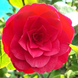Camellia Red Red Rose