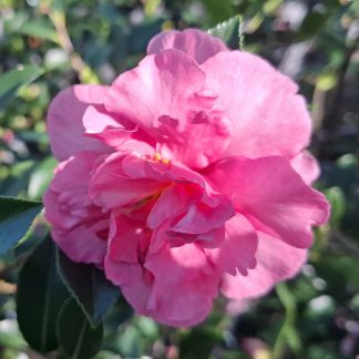 Camellia Sparkling Burgundy