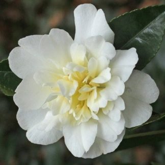 Camellia Gay Sue