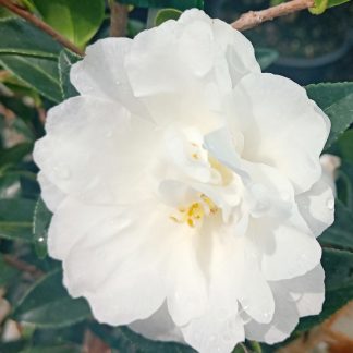 Camellia Silver Dollar