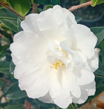 Camellia Silver Dollar