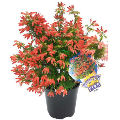 Erica Winter Fire