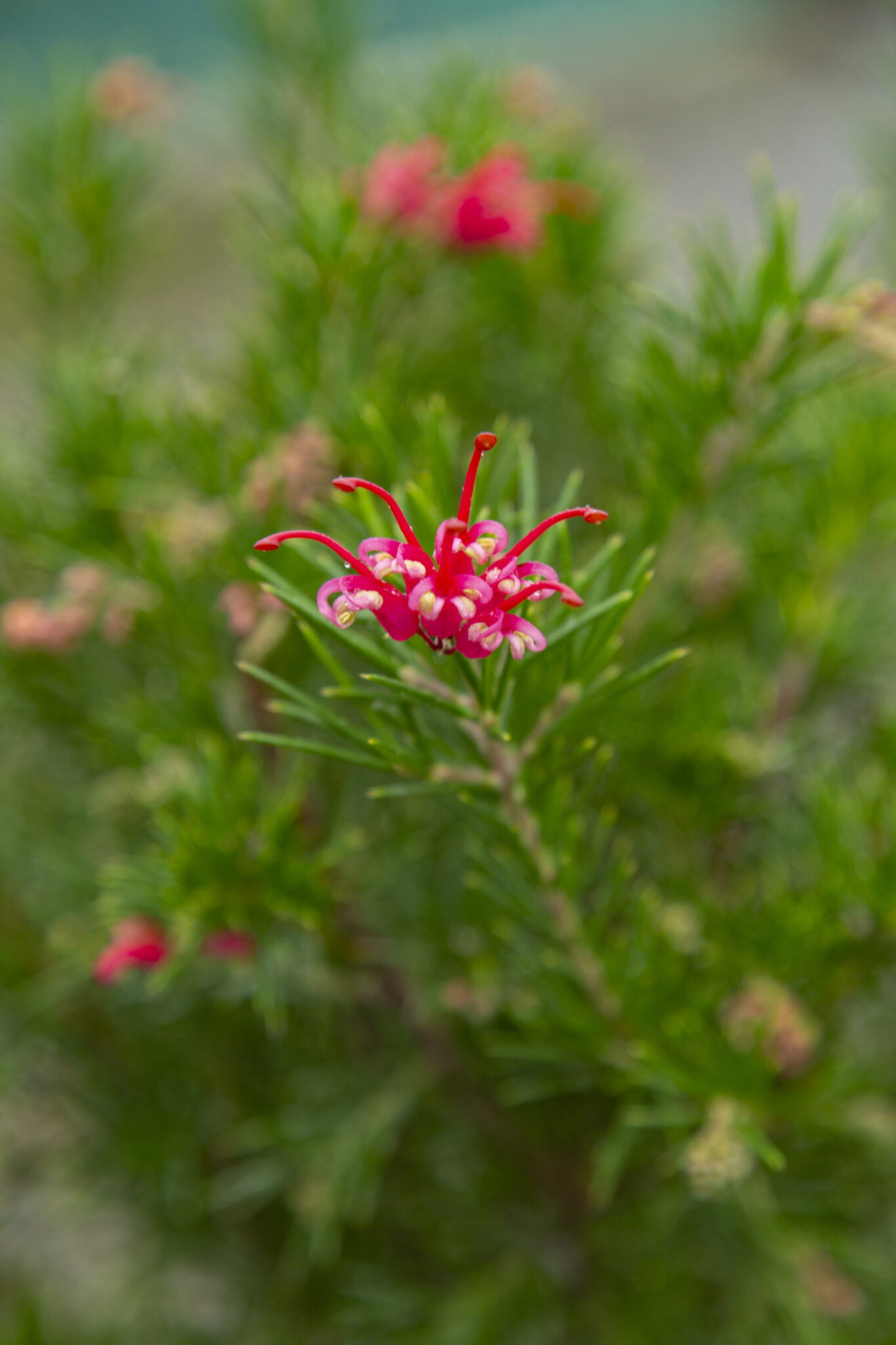 Grevillea Canberra Gem Kilmarnock Nurseries