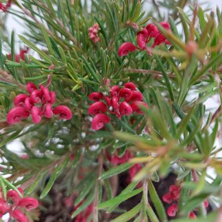 Grevillea Cherry Ripe