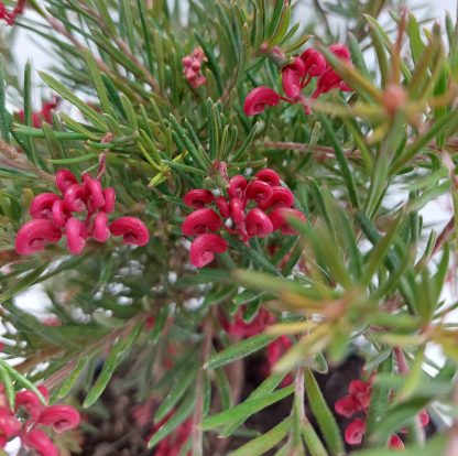 Grevillea Cherry Ripe