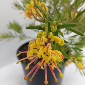 Grevillea Gold Rush
