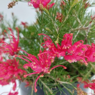 Grevillea Scarlet Sprite