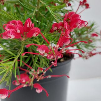 Grevillea Clearview David