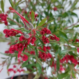 Grevillea Red Clusters