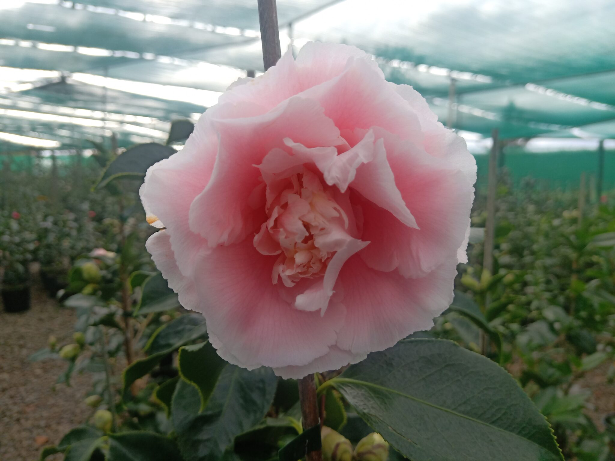 Camellia Elegans Supreme Kilmarnock Nurseries