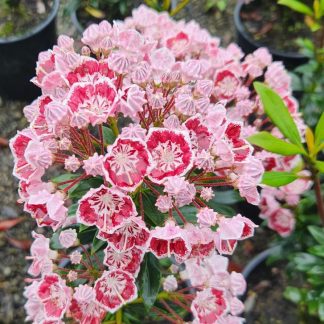 Kalmia Latifolia Minuet