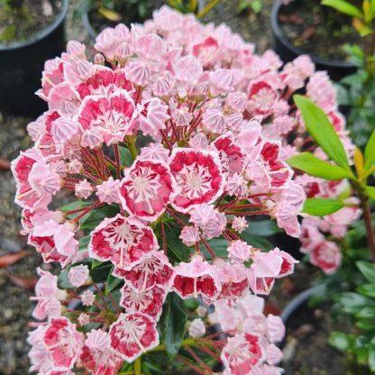 Kalmia Latifolia Minuet