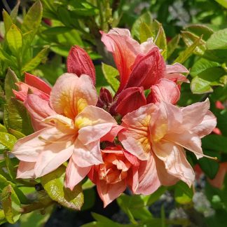 Azalea Mollis Apricot Beauty