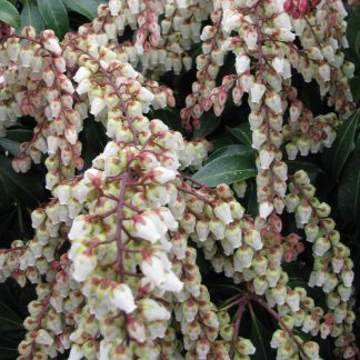 Pieris Dorothy Wykoff