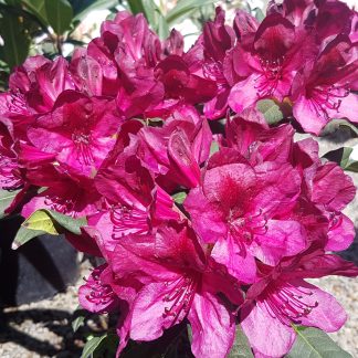 Rhododendron Black Sport