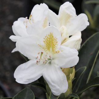 Rhododendron Cunninghams White