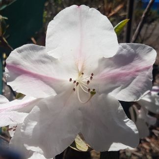Rhododendron Fragrantissimum