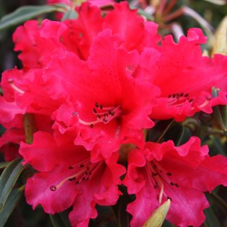 Rhododendron Huntington