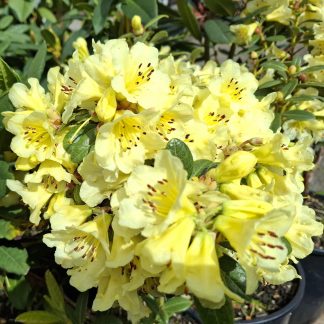 Rhododendron Lemon Mist