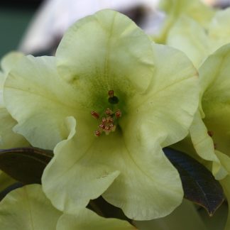 Rhododendron Michaels Pride