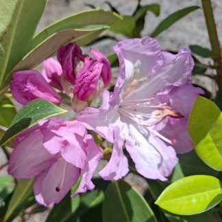 Rhododendron Mrs J P Lade