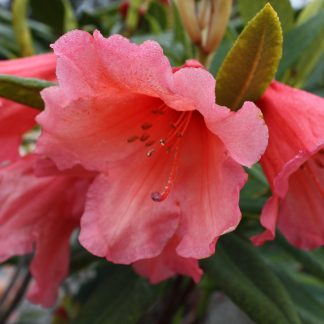 Rhododendron Old Copper