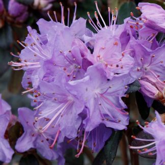 Rhododendron Blue Diamond