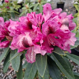 Rhododendron Broxton 247