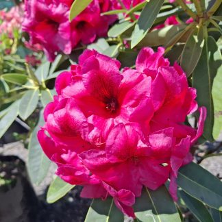 Rhododendron Midnight