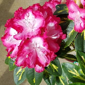 Rhododendron President Roosevelt