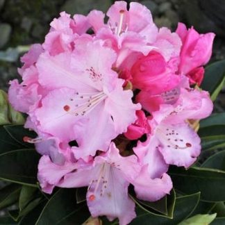 Rhododendron Trude Webster