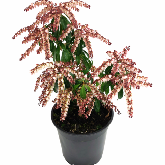 Pieris Scarlet O'Hara