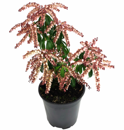 Pieris Scarlet O'Hara
