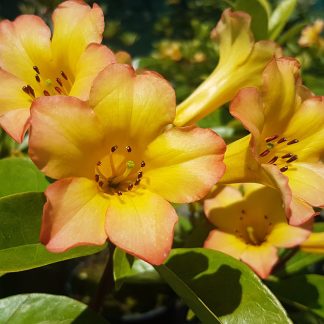 Vireya Haloed Gold