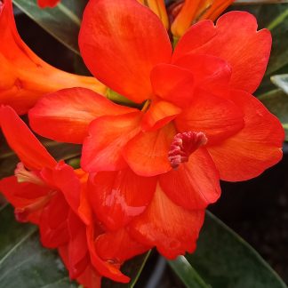 Vireya Lunar Flame