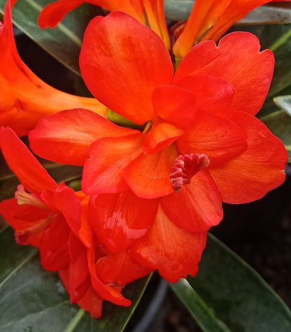 Vireya Lunar Flame
