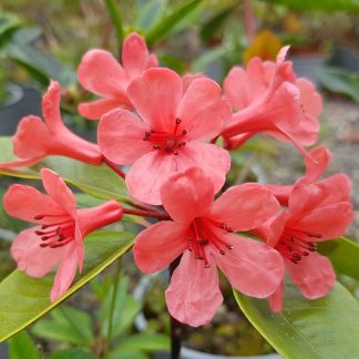 Vireya Robs Favourite