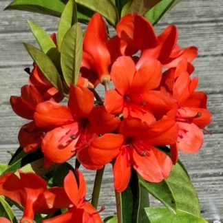 Vireya Shepherd's Warning