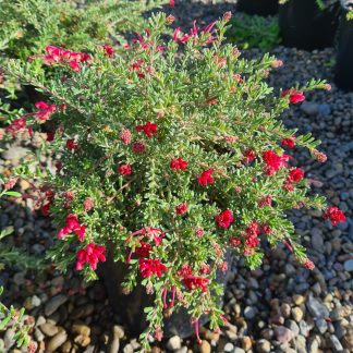 Grevillea Winter Delight