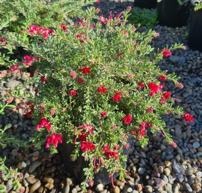 Grevillea Winter Delight