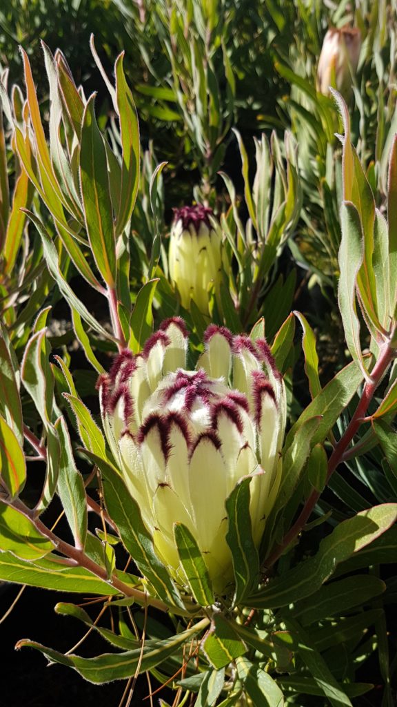 Protea Limelight – Kilmarnock Nurseries