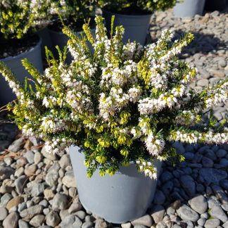 Erica Darleyensis White