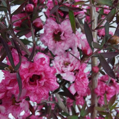 Leptospermum Coral Candy