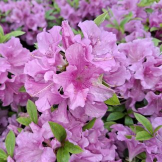 Azalea Autumn Lilac