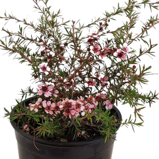 Leptospermum Pink Cascade