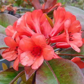 Vireya Hugh Redgrove