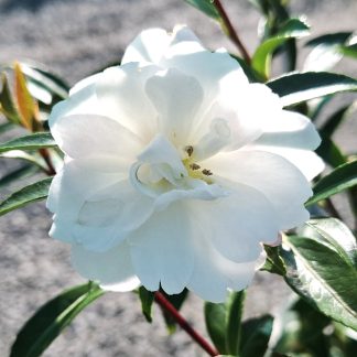 Camellia Paradise Little Liane